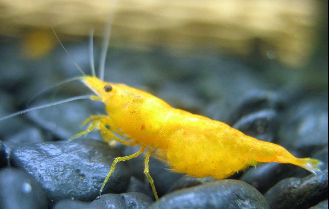 Live Freshwater Aquarium Premium Yellow Fire 24k Shrimp/ Yellow Pumpkin 10/$30, 20/$50 (FS-037)
