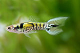 Thai Yellow Tiger Endler Guppy MALE (5 Fish Pack)(CGP-000)