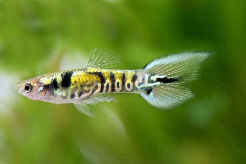 Thai Yellow Tiger Endler Guppy MALE (5 Fish Pack)(CGP-000)