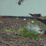 Live Tropical Freshwater Fish Electric Blue Acara 2.00 inch (CHD-147)