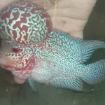 (CHAMP-232) Super Red Dragon Flowerhorn 5 inch