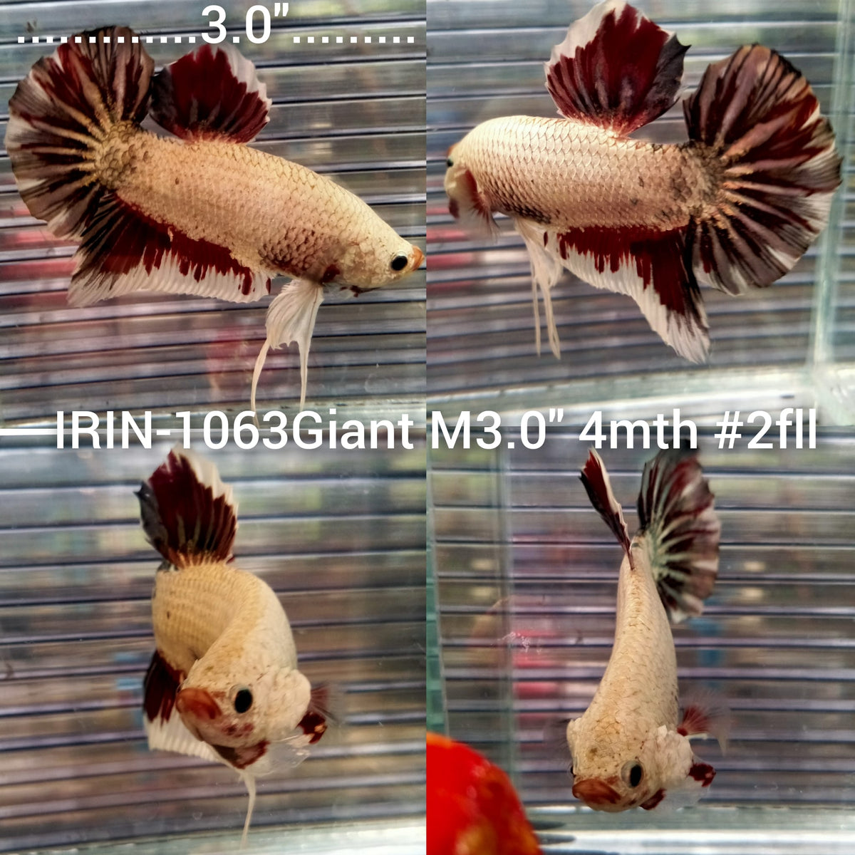 Betta For Sale l OHM l HMPK l Betta imported l Fancy — Coast Gem USA