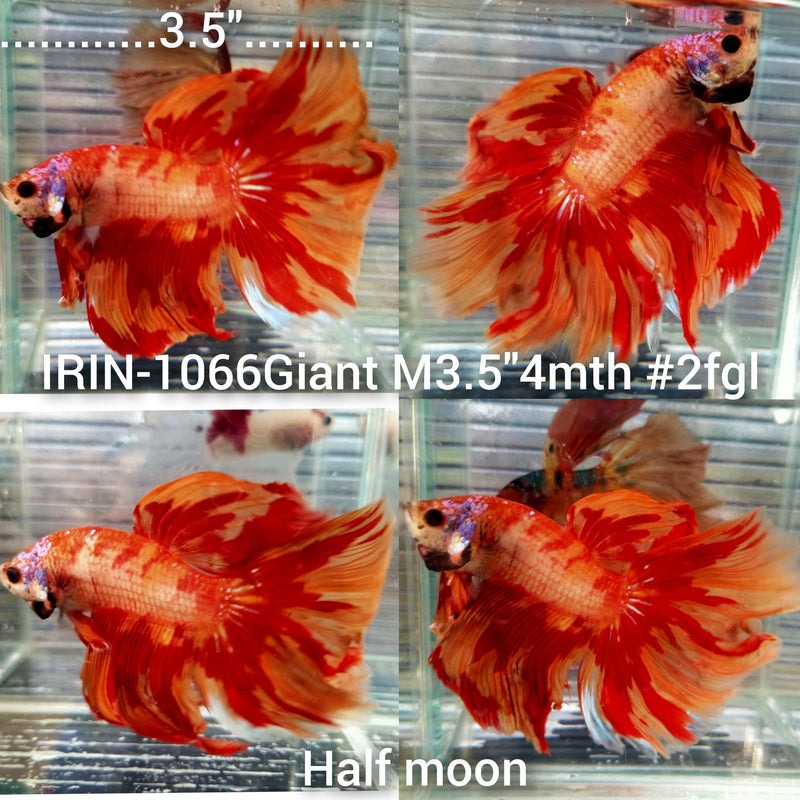 (IRIN-1066) Giant Nemo Fire Halfmoon Male Betta