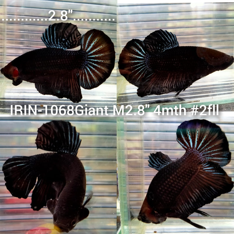 Giant Betta Buy Betta Fish In Bulk Betta For Sale L OHM L HMPK L