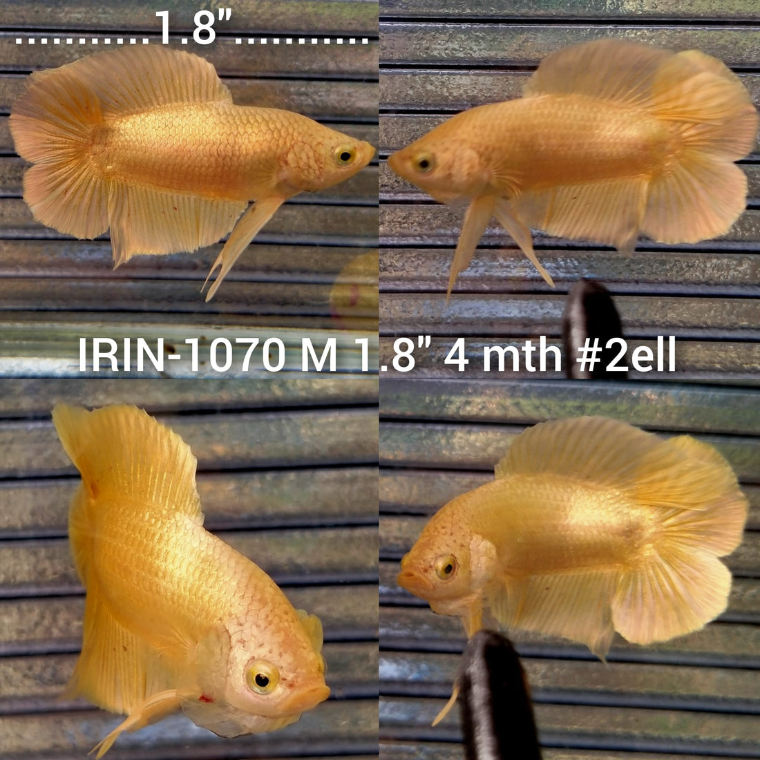 (IRIN-1070) Golden Double Tail Plakat Male Betta
