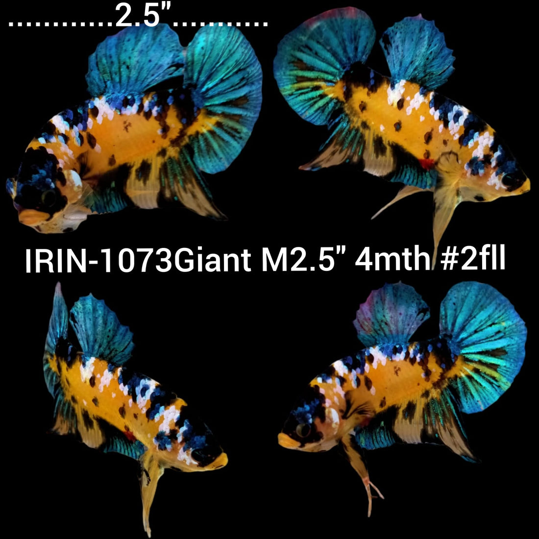 (IRIN-1073) Giant Yellow Galaxy Male Betta