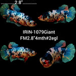 (IRIN-1079) Giant Fancy Marble Female Betta