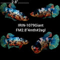 (IRIN-1079) Giant Fancy Marble Female Betta