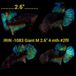 (IRIN-1083) Giant Blue Black Galaxy Male Betta