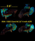 (IRIN-1083) Giant Blue Black Galaxy Male Betta