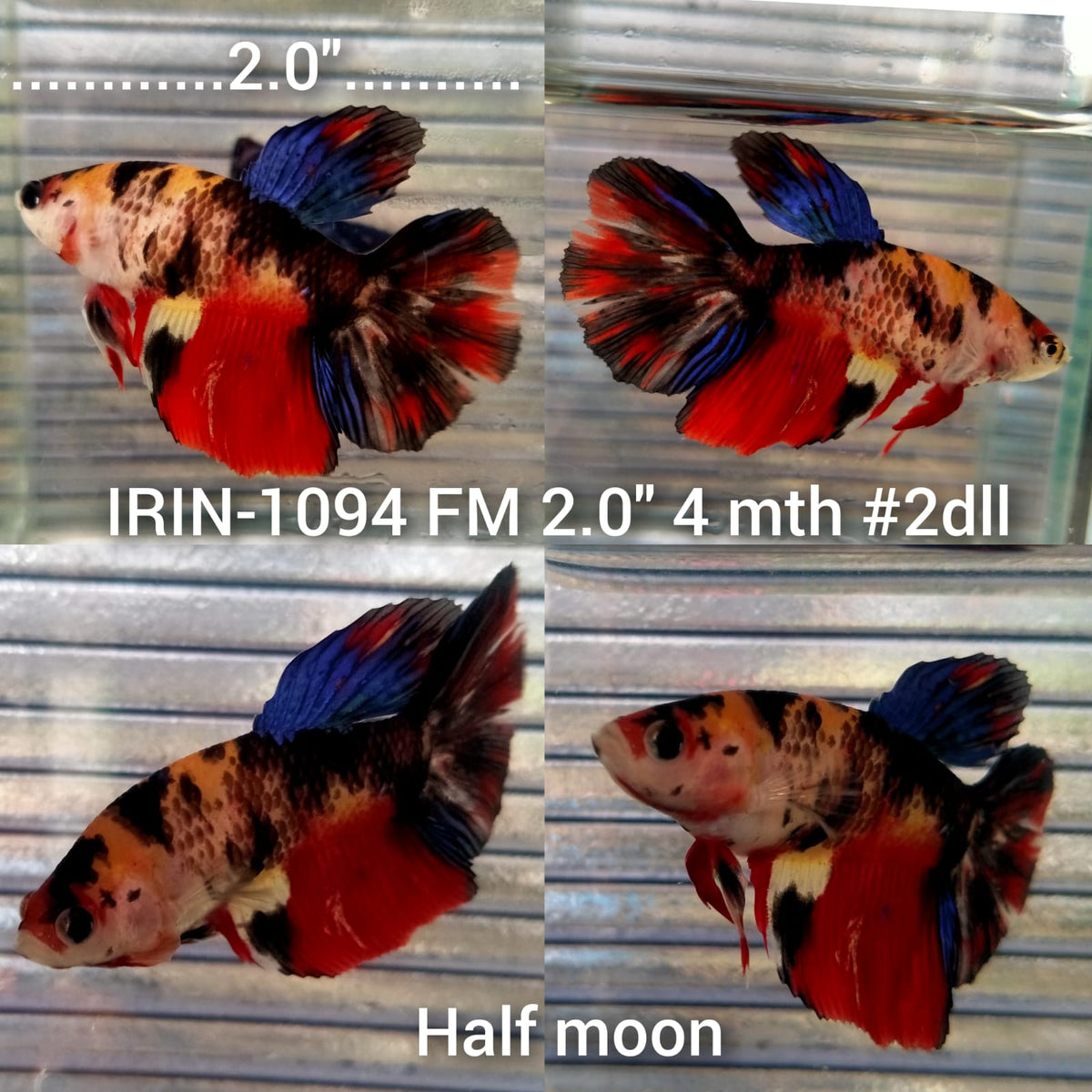 (IRIN-1094) Giant Nemo Koi Halfmoon Female Betta