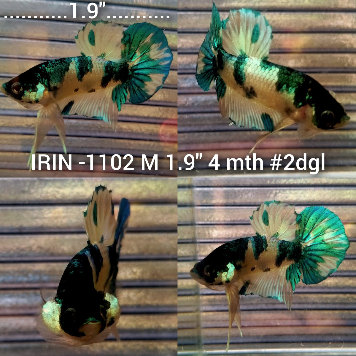 (IRIN-1102) Fancy Yellow Plakat Male Betta
