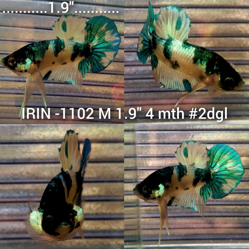 (IRIN-1102) Fancy Yellow Plakat Male Betta