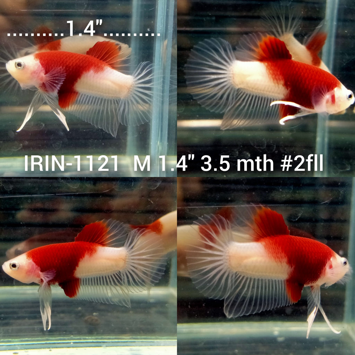 (IRIN-1121) Koi Red Tancho Plakat Male Betta