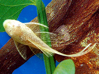(TROP-252)Albino Longfin Bristlenose Pleco 1.00 inch
