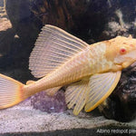 Live Freshwater Albino Red Eye Sailfin Pleco 3.00 inch