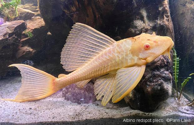 Live Freshwater Albino Red Eye Sailfin Pleco 3.00 inch