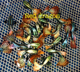 Live Fancy Guppy Fish Premium Quality Red Dragon High Dorsal XL Size (CGP-034)