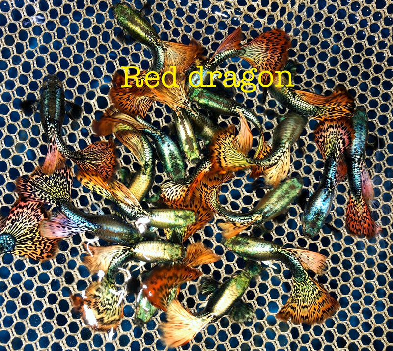 Live Fancy Guppy Fish Premium Quality Red Dragon High Dorsal XL Size (CGP-034)