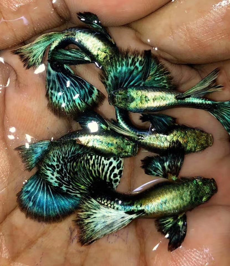 Live Fancy Guppy Fish Premium Quality Blue/Green Dragon Big Ear (CGP-019)