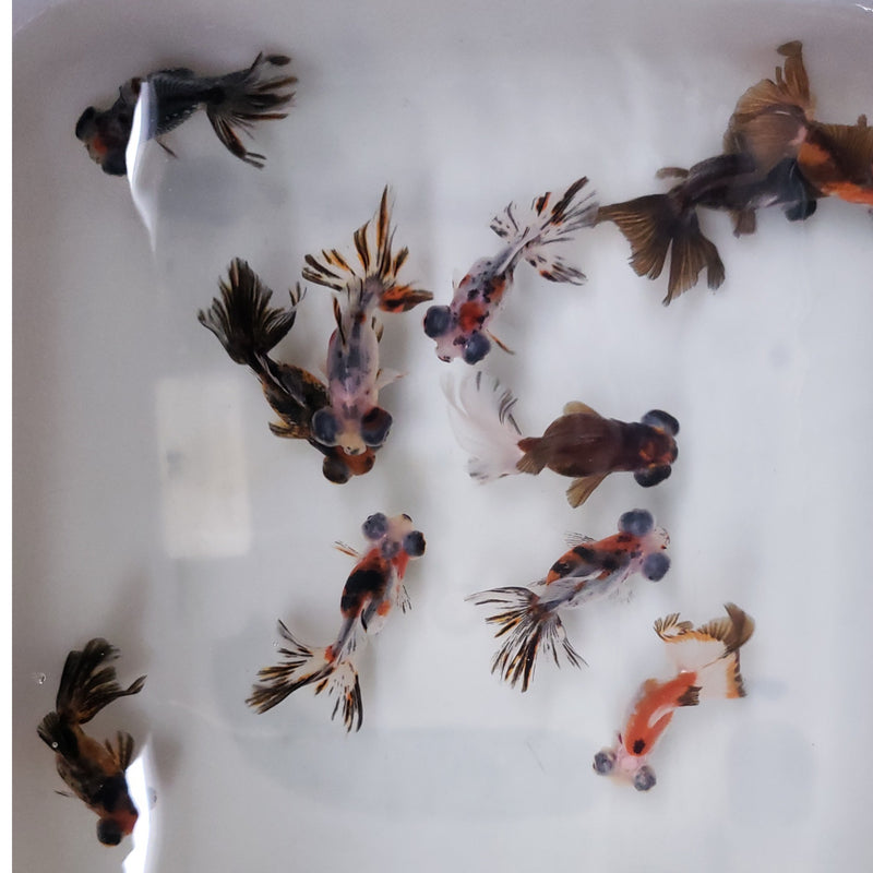Live Fancy Goldfish Premium Select Calico Butterfly Telescope Moore 3.00 inch (CGF)