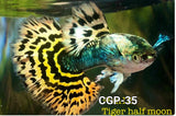 Live Fancy Guppy Fish Premium Quality Yellow Tiger Halfmoon Mosaic XL Size (CGP-035) - Coast Gem USA