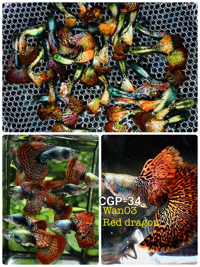 Live Fancy Guppy Fish Premium Quality Red Dragon High Dorsal XL Size (CGP-034)