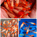 Live Fancy Guppy Fish Premium Quality Albino Red Koi (CGP-012) - Coast Gem USA