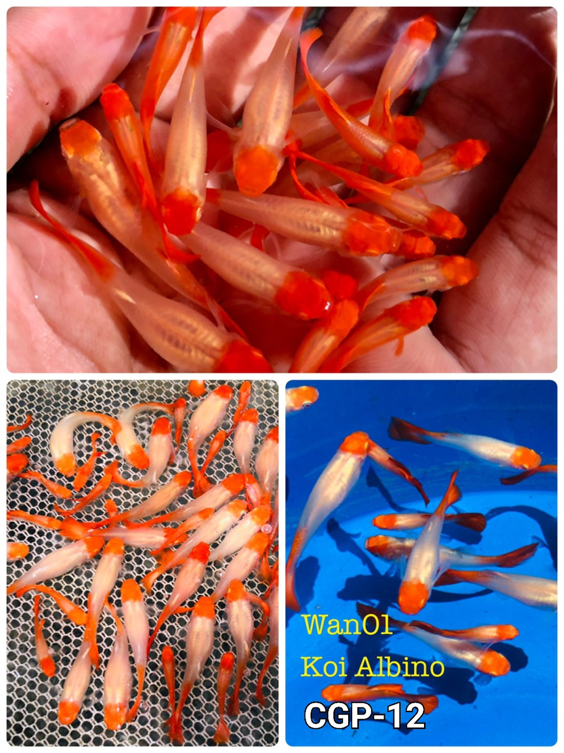 Live Fancy Guppy Fish Premium Quality Albino Red Koi (CGP-012) - Coast Gem USA