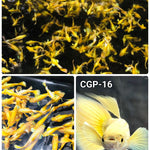 Live Fancy Guppy Fish Premium Quality Full Gold XL Size (CGP-016)