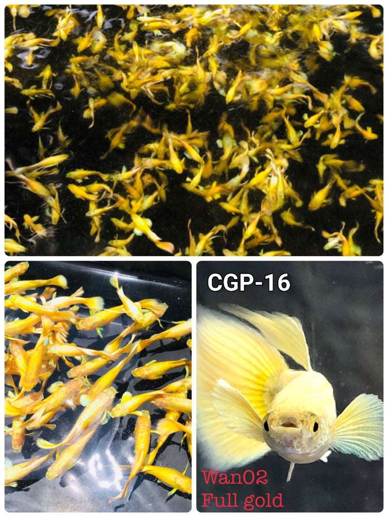 Live Fancy Guppy Fish Premium Quality Full Gold XL Size (CGP-016)