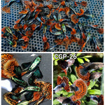 Live Fancy Guppy Fish Premium Quality Red Mosaic Jumbo Dumbo Ear XL (CGP-026) - Coast Gem USA
