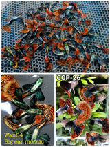 Live Fancy Guppy Fish Premium Quality Red Mosaic Jumbo Dumbo Ear XL (CGP-026) - Coast Gem USA