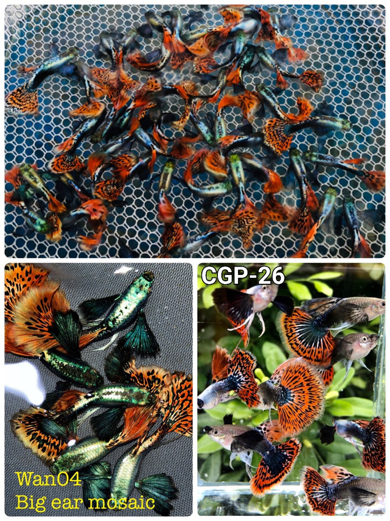 Live Fancy Guppy Fish Premium Quality Red Mosaic Jumbo Dumbo Ear XL (CGP-026)