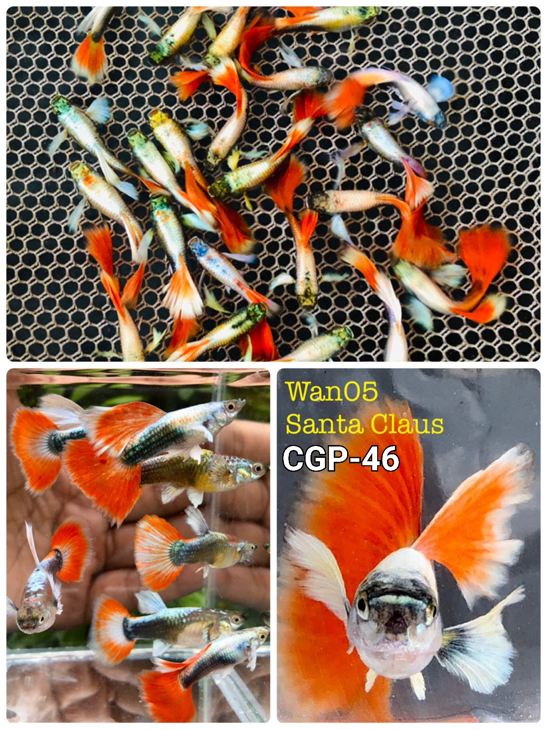 Live Fancy Guppy Fish Premium Quality Santa Big Ear (CGP-046)R5C12