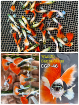 Live Fancy Guppy Fish Premium Quality Santa Big Ear (CGP-046)R5C12