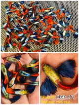 Live Fancy Guppy Fish Premium Quality Jumbo Dumbo Ear Red Tail (CGP-027)