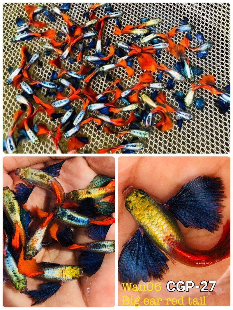 Live Fancy Guppy Fish Premium Quality Jumbo Dumbo Ear Red Tail (CGP-027)