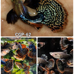 Live Fancy Guppy Fish Premium Quality Dumbo Ear Dark Dragon (CGP-062)