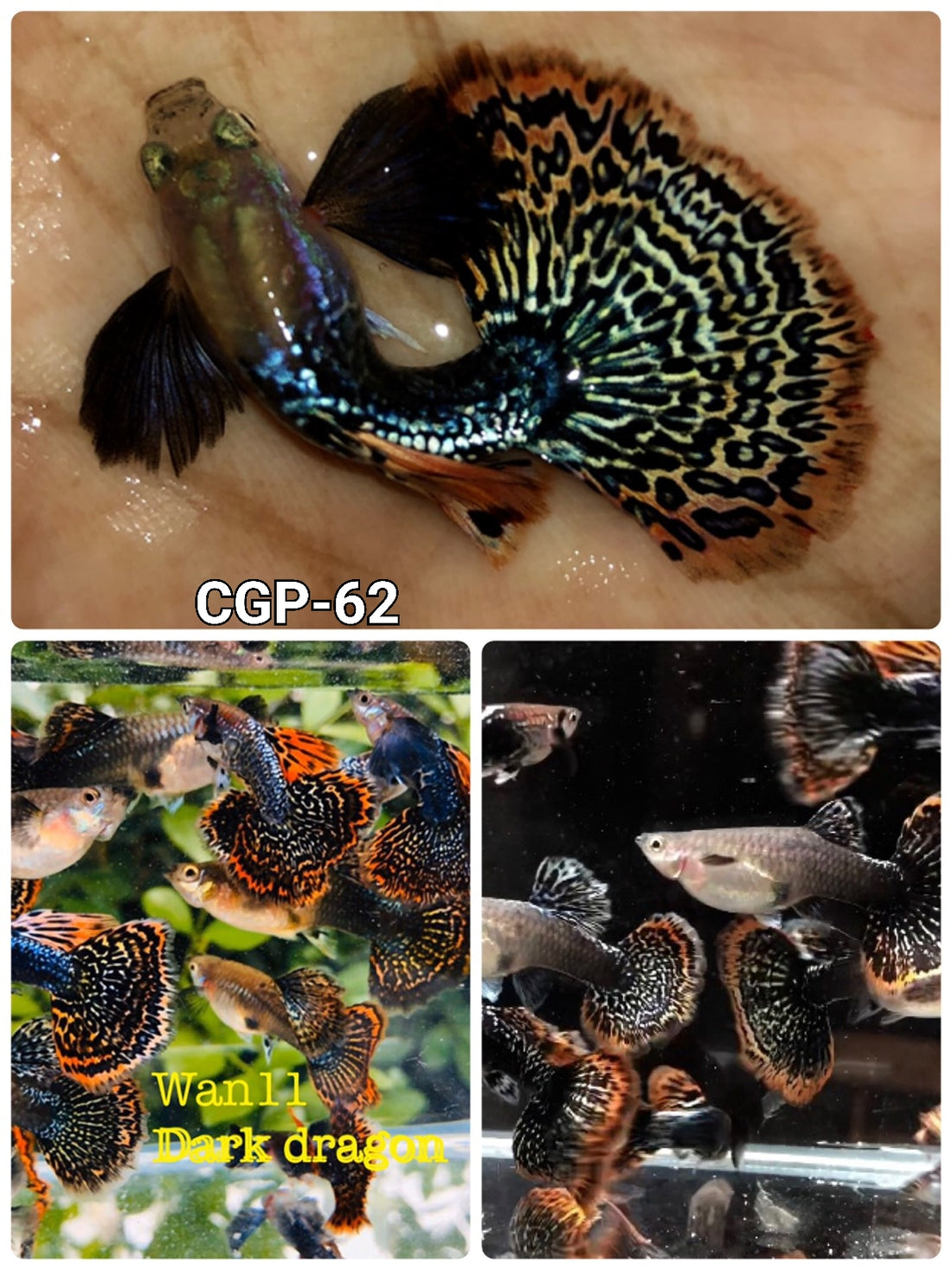Live Fancy Guppy Fish Premium Quality Dumbo Ear Dark Dragon (CGP-062)