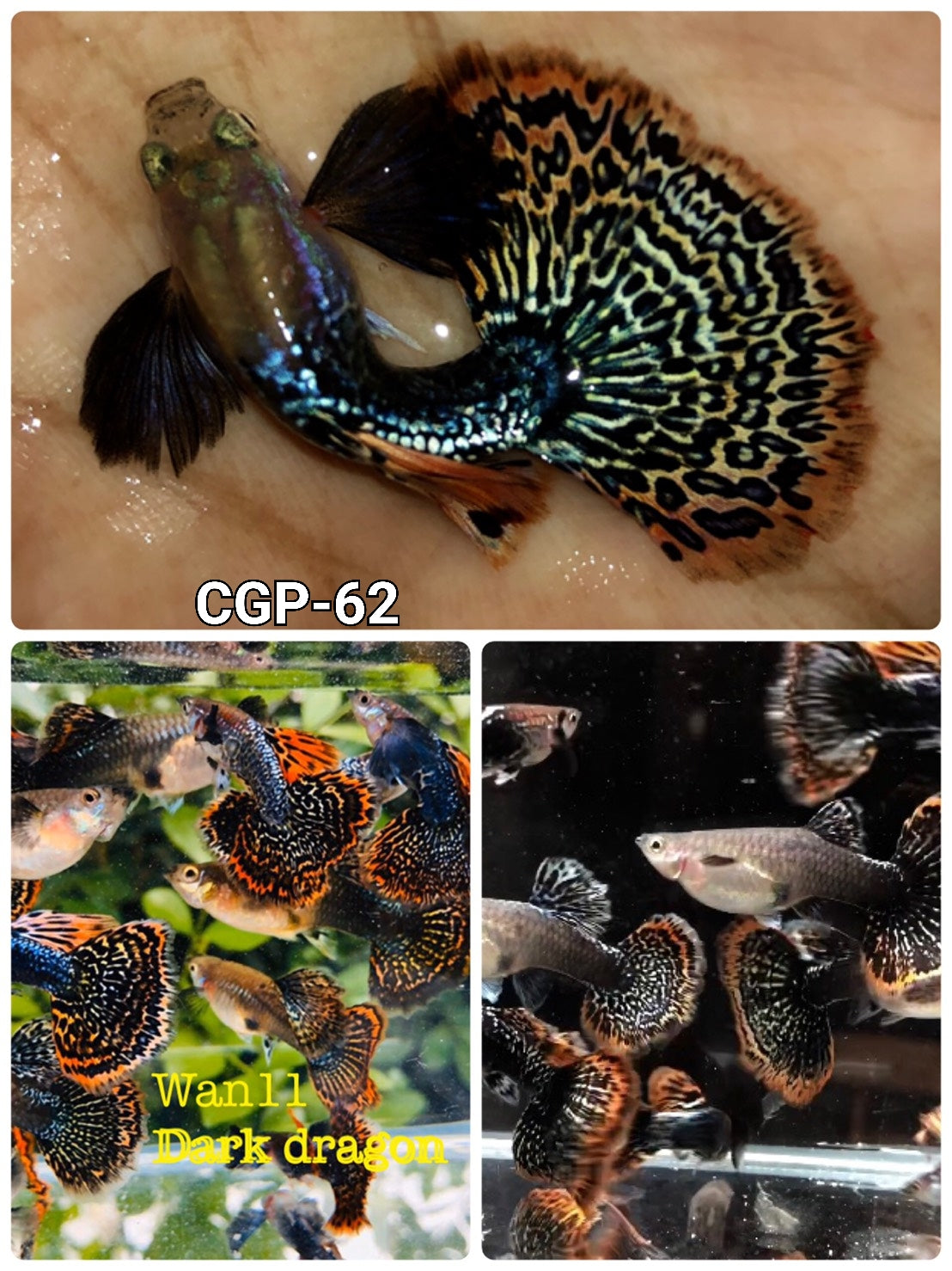 Live Fancy Guppy Fish Premium Quality Dumbo Ear Dark Dragon (CGP-062)