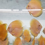(DISCUS-35)Yellow Melon Discus 4.00-4.50 inch