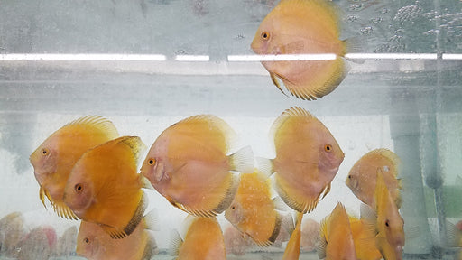 Yellow Sunset Discus DISCUS - What you see is what you get — Coast Gem USA