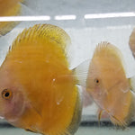 (DISCUS-35)Yellow Melon Discus 4.00-4.50 inch