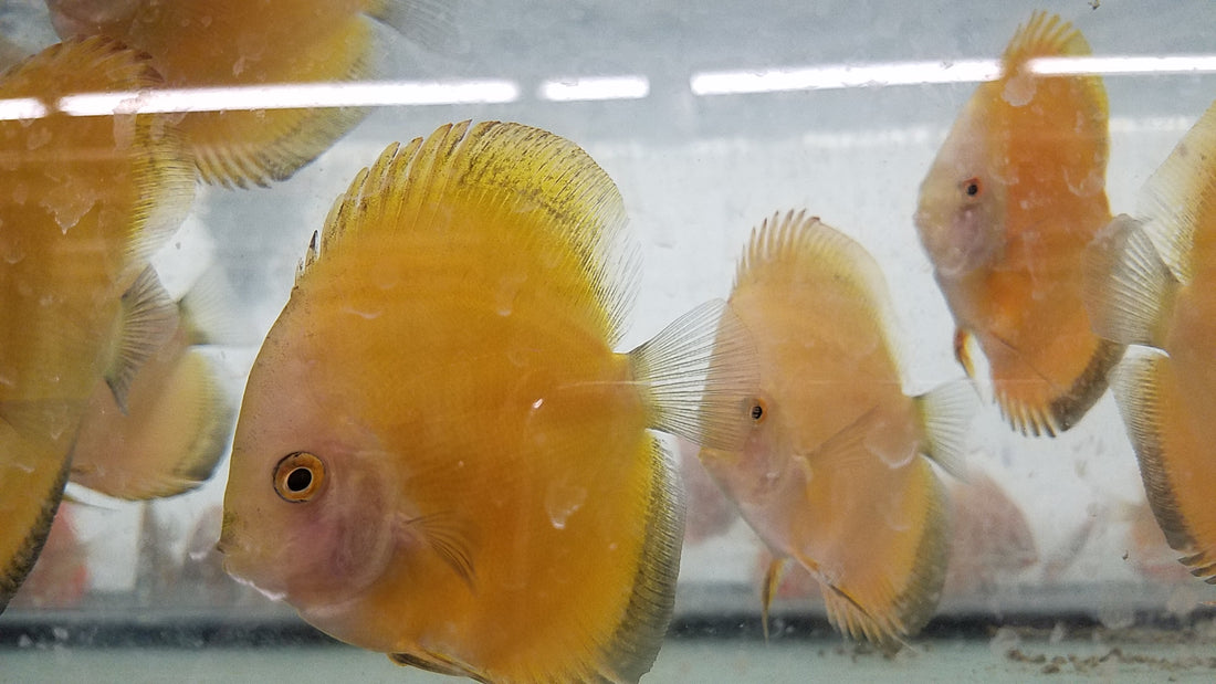 (DISCUS-35)Yellow Melon Discus 4.00-4.50 inch