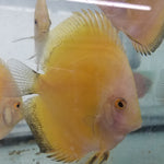 (DISCUS-35)Yellow Melon Discus 4.00-4.50 inch