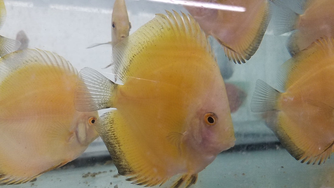 (DISCUS-35)Yellow Melon Discus 4.00-4.50 inch