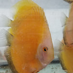 (DISCUS-35)Yellow Melon Discus 4.00-4.50 inch