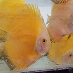 (DISCUS-35)Yellow Melon Discus 4.00-4.50 inch