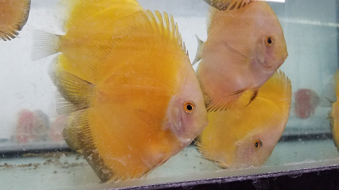 (DISCUS-35)Yellow Melon Discus 4.00-4.50 inch